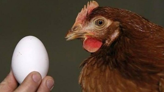 Una inteligencia artificial le puso fin a uno de los mayores misterios de la humanidad: ¿El huevo o la gallina?