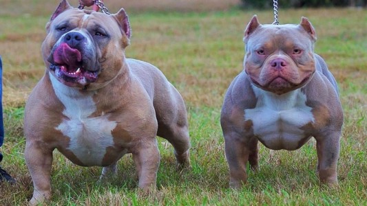 Una beba fue atacada por dos perros pitbulls y está en grave estado