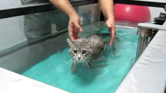 Video: emocionante rehabilitación de un gatito que no podía caminar