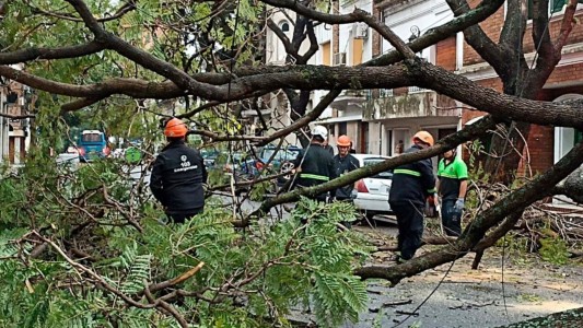 Triplicaron las multas para quienes dañen el arbolado público