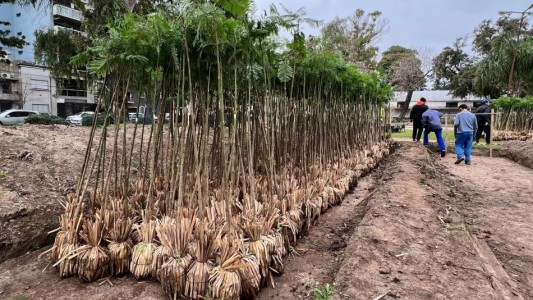 El plan de arborización se consolida con la plantación de 4 mil nuevos árboles
