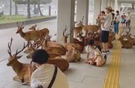 Enternecedor video: ciervos se resguardaron de un temporal en Japón