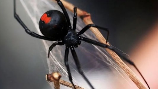 Niño de 8 años se hizo picar por una araña para “convertirse” en Spiderman y casi muere