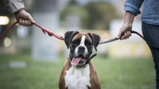 Divorcio: acordaron un régimen de cuidado compartido de sus tres perros y el pago de cuota alimentaria