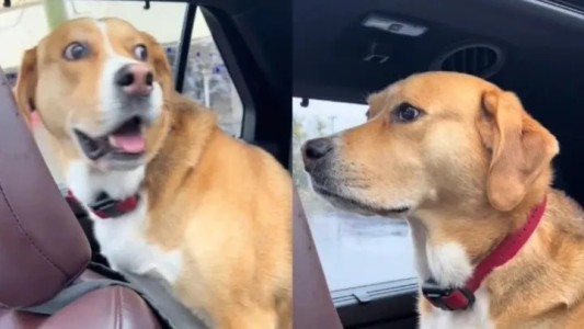 Decepción absoluta: increíble reacción de un perro al descubrir que lo llevaban al veterinario