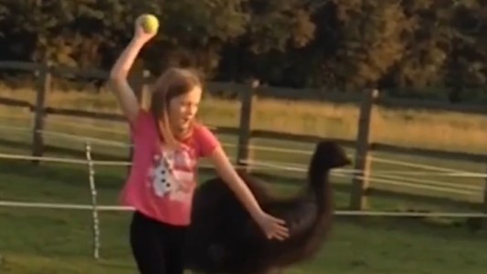 "¡Aventura Insólita en el Patio! Niña y Aestruz Comparten Risas y Juegos con una Pelota"