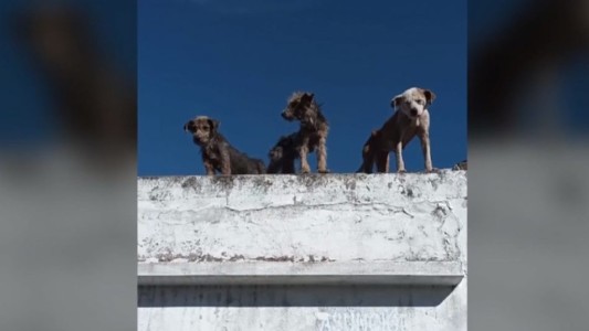 Zona Oeste: Rescataron a 5 perros en mal estado de salud