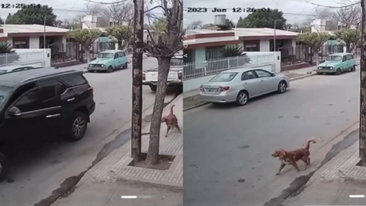 Perrito malvado: arrancó la camioneta, chocó y huyó