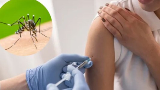 Dengue: cuándo llegará a la Argentina la vacuna japonesa