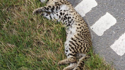 Oliveros: hallaron un gato montés muerto en la banquina de la autopista