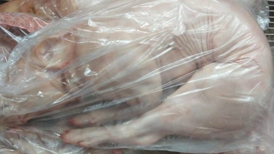 Insólito: guardaron un lechón en el freezer de las vacunas en el hospital de Tornquist