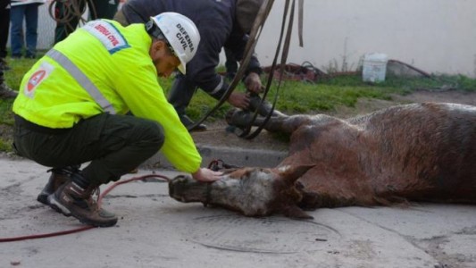 Mar del Plata: Rescatan un caballo que estaba atrapado en una cámara subterránea