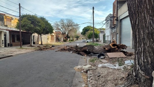 Cayó un árbol en Ruillon al 500 y arrancó el cableado eléctrico y conexión a internet