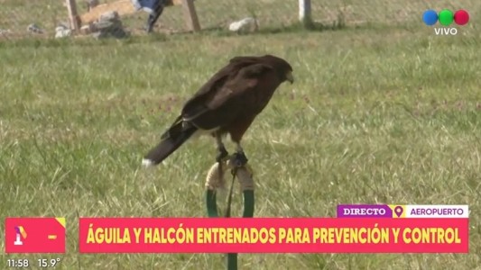 Aves entrenadas para controlar a las palomas en el aeropuerto de Rosario