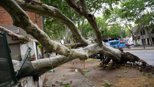 Cayó un árbol de gran tamaño durante la tormenta