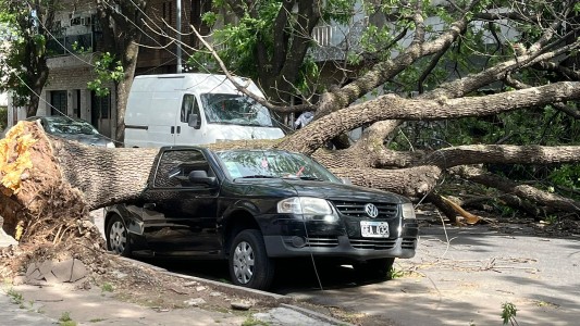 Alerta amarillo y caída de árboles por vientos fuertes en Rosario