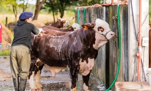 Horror en Corrientes: un toro mató a su dueño de una cornada cuando intentaba escapar