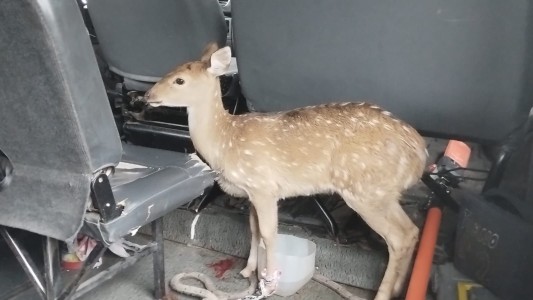 Apareció un ciervo en una cochera de Rosario