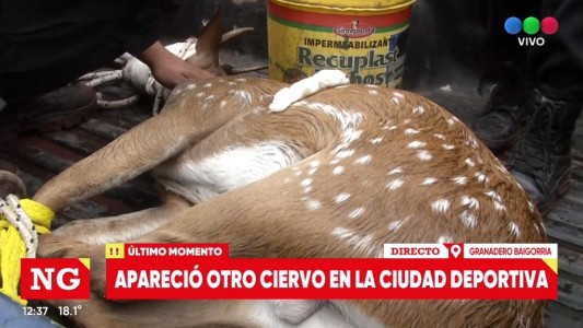 Otra vez un ciervo suelto: ahora apareció en Granadero Baigorria sumado a los dos de ayer
