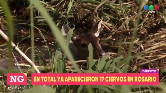 Más ciervos en la ciudad: hoy rescataron dos en el Club Mitre y uno en Roca y Brown