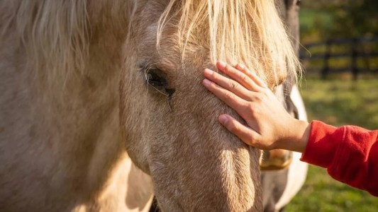 Confirman seis nuevos casos de encefalitis equina en la provincia y 12 en el país