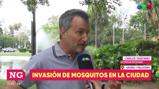 Un nuevo mosquito inunda la ciudad: el charquero