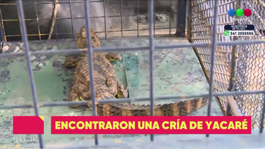Encontraron una cría de yacaré en zona norte