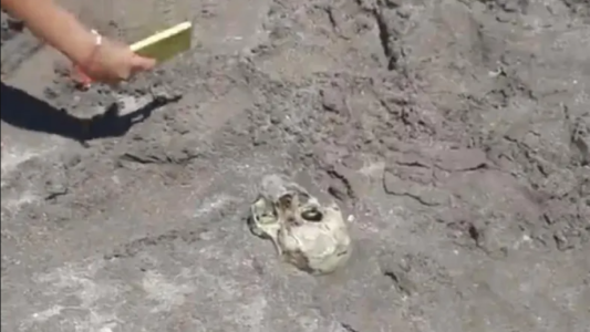 Horror en Mar del Plata: nenes jugaban en la playa y hallaron un cráneo humano