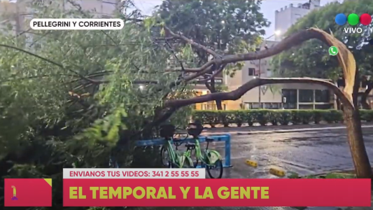 Consecuencias del temporal: un árbol cayó sobre la estación de bicicletas públicas
