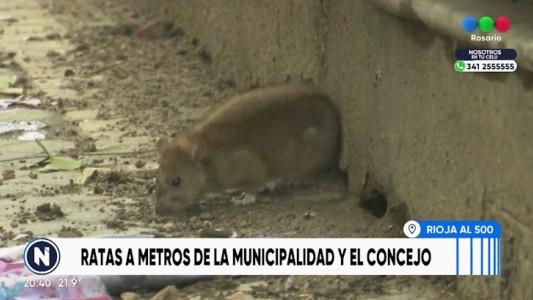 Denuncian presencia de roedores a metros del Monumento