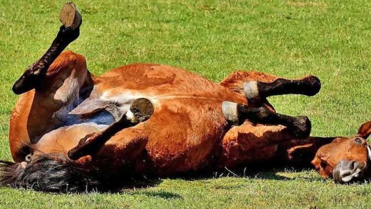 Encefalitis equina: Entre Ríos registró nuevos casos en humanos