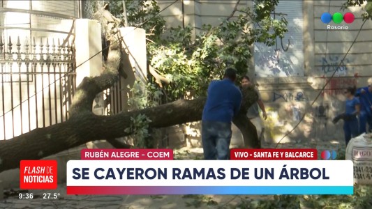 Cayó importante rama de un lapacho en pleno centro