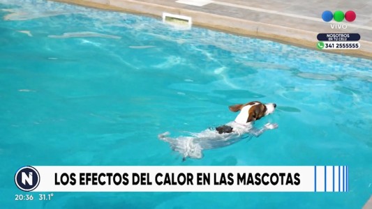Los cuidados especiales de las mascotas ante el calor extremo