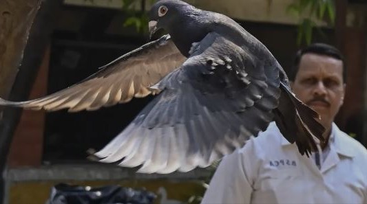 India liberó a una paloma que estuvo ocho meses detenida bajo sospecha de espiar para China