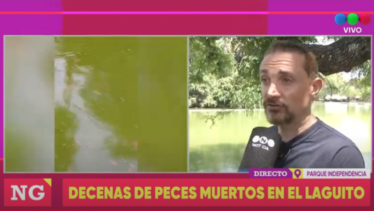 Tras la ola de calor: decenas de peces muertos en el laguito