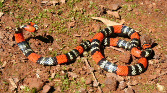 La Pampa: una beba está grave después de ser mordida en su casa por una serpiente coral
