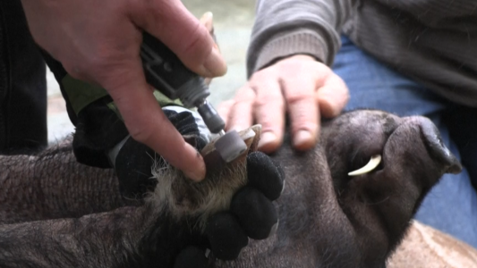 El "exitoso" negocio de la pedicuría para cerdos