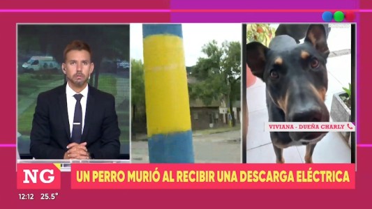 Un perro murió electrificado tras recibir una descarga mortal de una columna