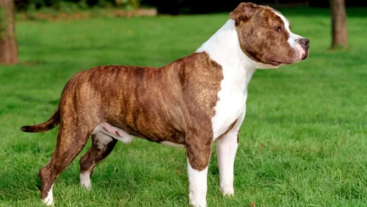 La Justicia le ordenó que retire a sus dos perros del country por temor a nuevos ataques