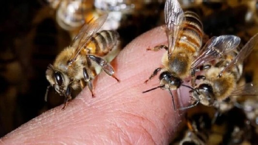 Córdoba: murió un hombre al ser atacado por un enjambre de abejas
