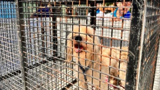 Rescataron a una perrita en estado de abandono en una vivienda de la zona sur
