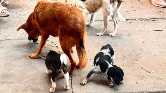 Se rescataron cinco perros víctimas de maltrato animal