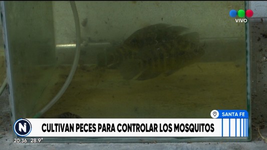 Cultivan peces y camarones para controlar poblaciones de mosquitos