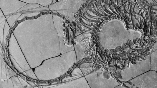 Nuevos fósiles revelan un "dragón chino" de 240 millones de años