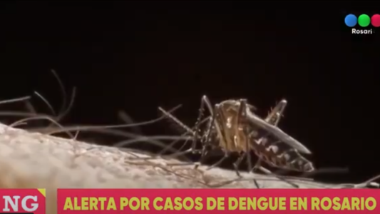 Dengue: estiman que hay 40 mil casos en Rosario