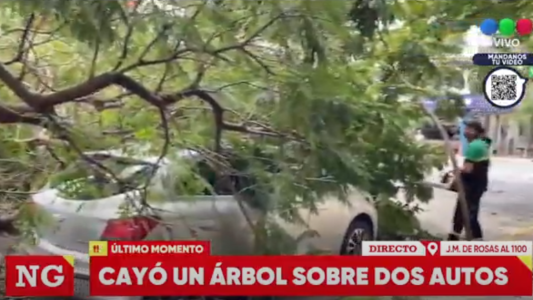 Dos autos aplastados por la rama de un árbol