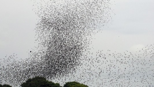 Invasión de aves negras en Pichincha