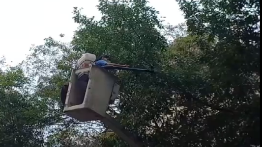 Aplican repelentes en árboles para espantar a los estorninos