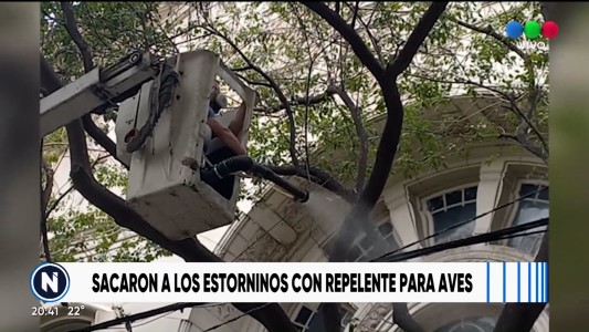 Logran erradicar a los estorninos invasores de Jujuy al 1900