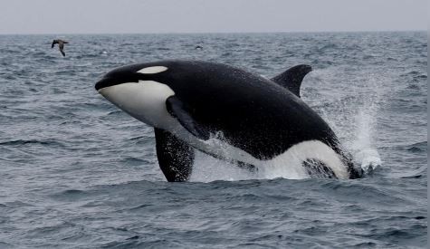 El misterio de las ballenas con menopausia: divulgan resultados de un estudio revelador